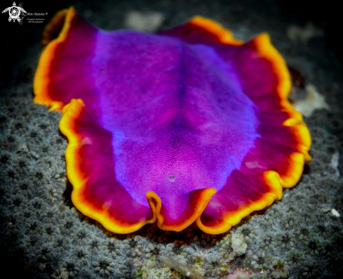 A Pseudoceros ferrugineus (Hyman, 1959) | Flatworm