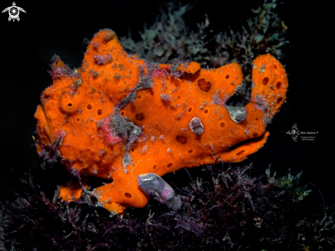 A Antennarius pictus (Shaw, 1794) | Painted Frogfish