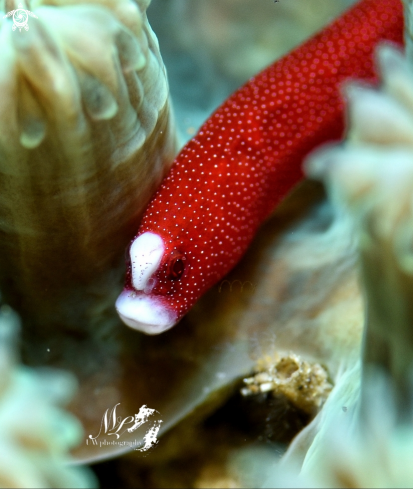 A Bulbonaricus brauni  | Braun's pughead pipefish