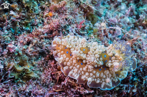 A Dendrodoris krusensternii (Gray, 1850)  | Nudibranch