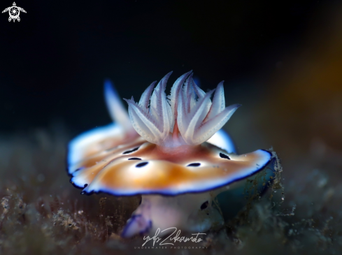 A Chromodoris