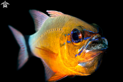 A Cardinal Fish