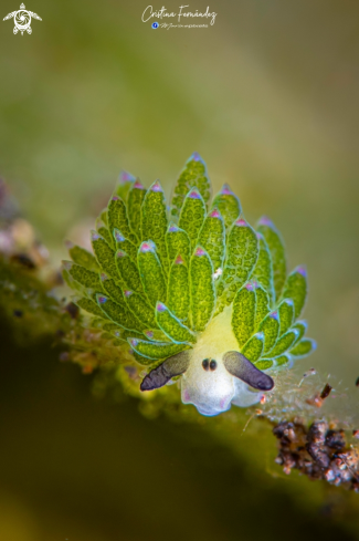 A Costaseilla sp - Purple-Tipped Costasiella | Nudibranch