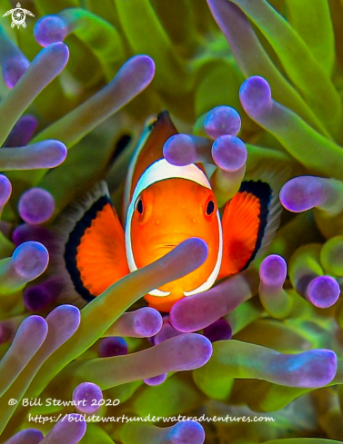 A Clownfish