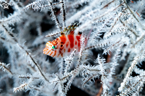 A Cirrhitichthys falco | Dwarf Hawkfish