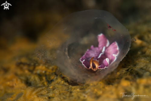 A Nudibranch 