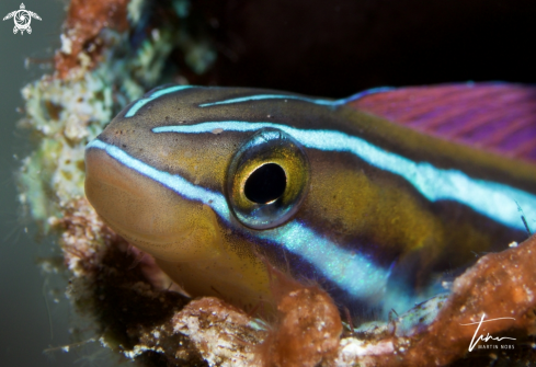 A Bluestriped Fangblenny