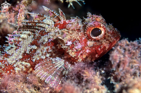 A reef fish