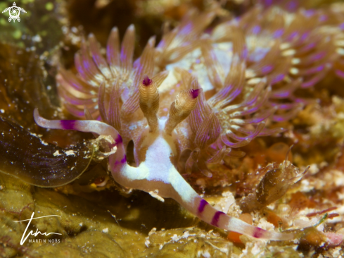 A Ptereolidia semperi | Blue dragon nudibranch