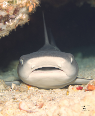 A Whitetip Reefshark