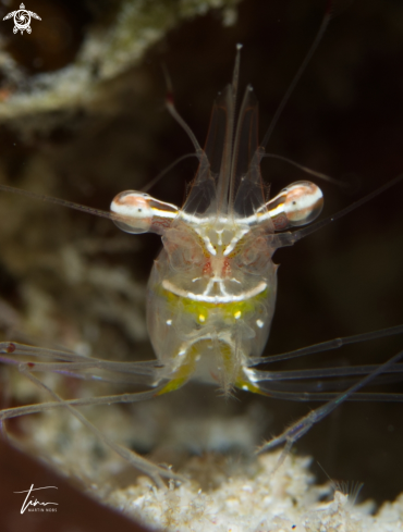 A Cuapetes Shrimp