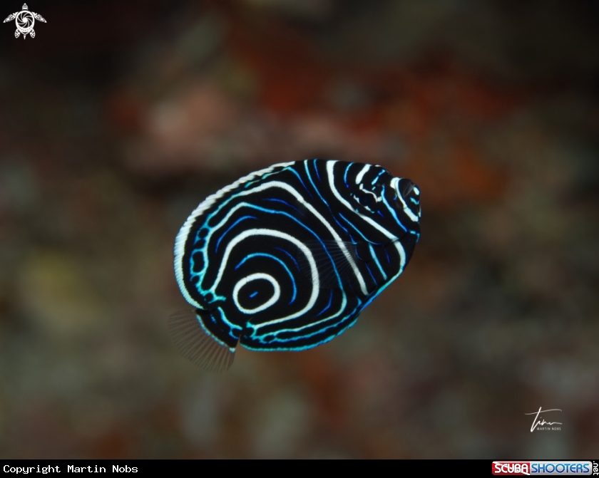 A Emperor Angelfish juvenile