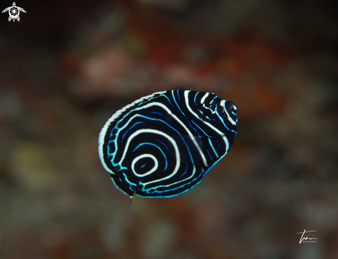 A Emperor Angelfish juvenile