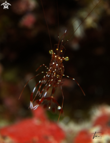 A Bruun's Cleanershrimp