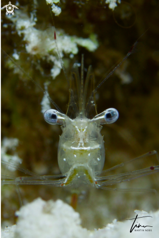 A Cuapetes Shrimp