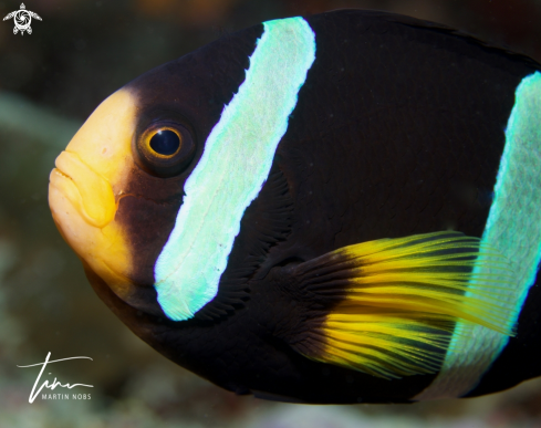 A Amphiprion clarkii | Clarks Anemonefish