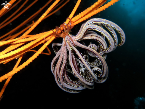 A underwater creature