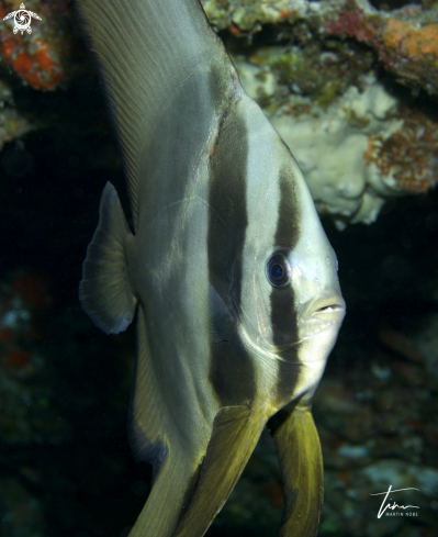 A Batfish