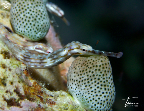 A Corythoichthys schultzi | Schultz's Pipefish