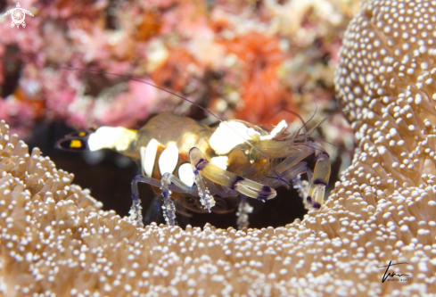 A Peacocktail Anemoneshrimp