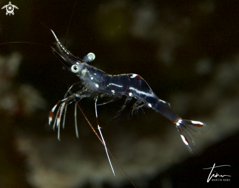 A Urocaridella pulchella | Cleaner shrimp