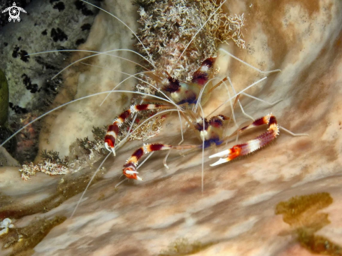 A underwater creature