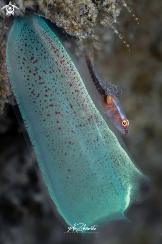 A Bryaninops yongei | goby fish