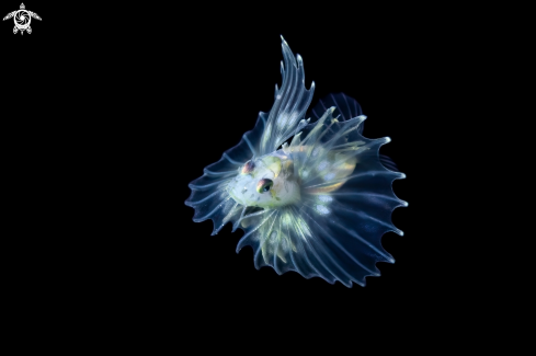 A Lionfish Larva | Lionfish Larva