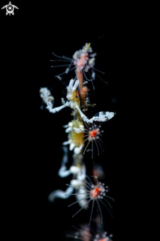 A Skeleton Shrimp