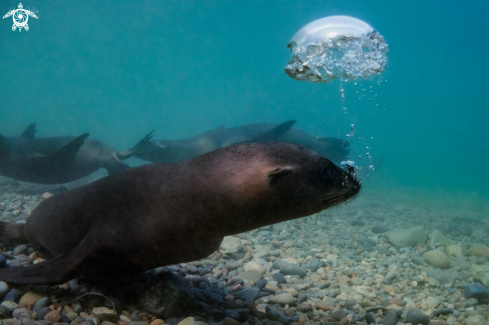 A Zalophus californianus | California Sea Lion