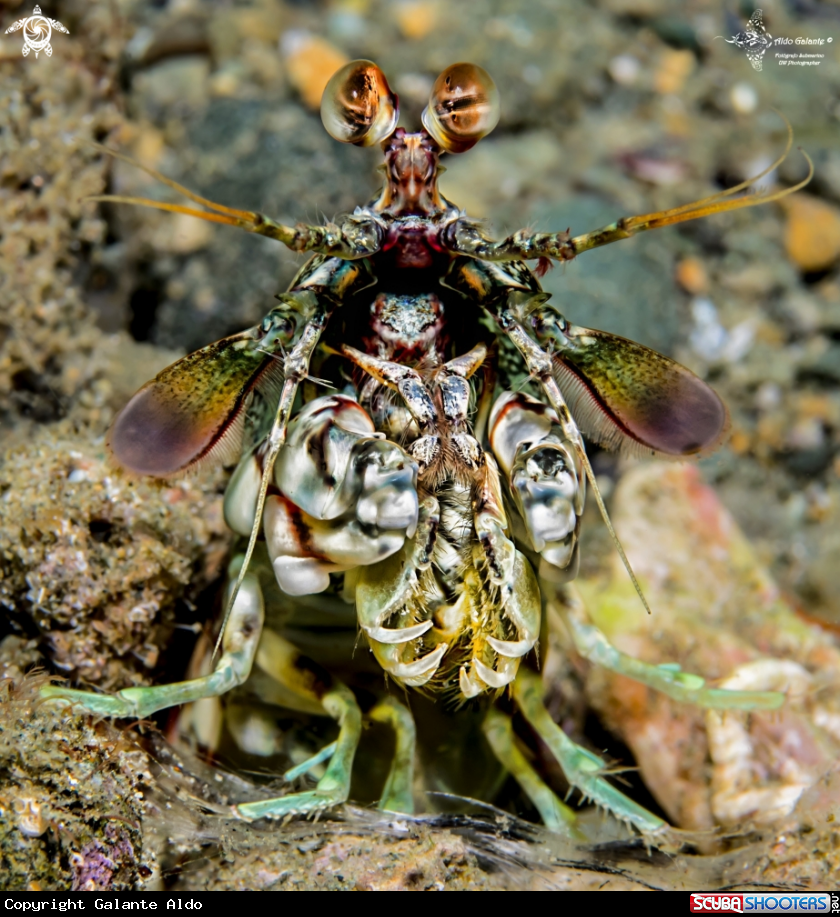 A Pink eared mantis shrimp