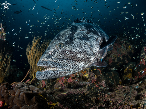 A Malabar Grouper