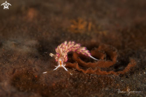 A Nudibranch 