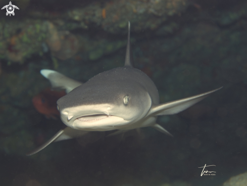 A Whitetip Reefshark