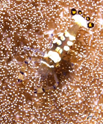 A Periclimenes brevicarpalis | Peacocktail Anemoneshrimp