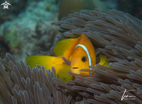 A Amphiprion nigripes | Blackfoot Anemonefish