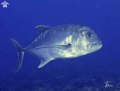 A Giant Trevally