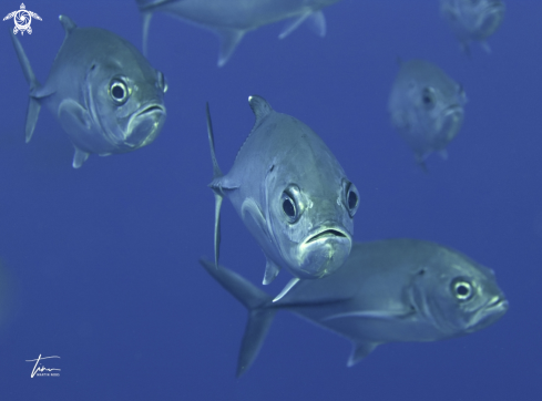 A Bigeye Trevally