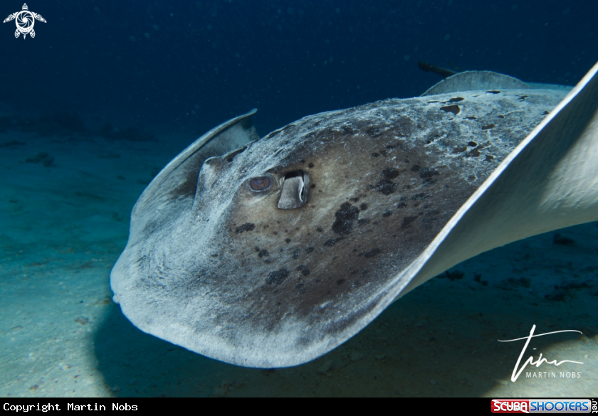 A Marbled Stingray