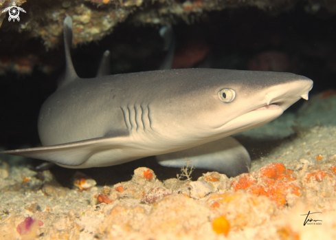 A Whitetip Reefshark