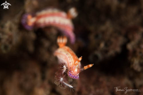 A Nudibranch 