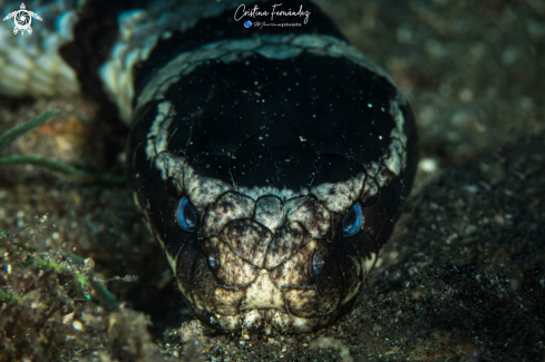 A Black banded sea snake