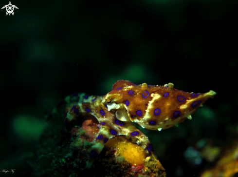 A Blue-Ring Octopus