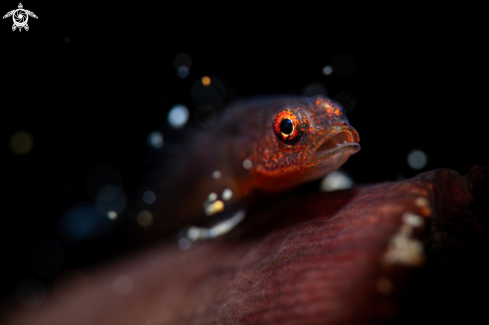 A Goby