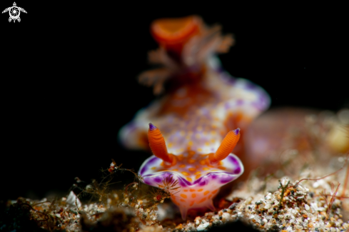 A Ceratosoma trilobatum | Nudibranch