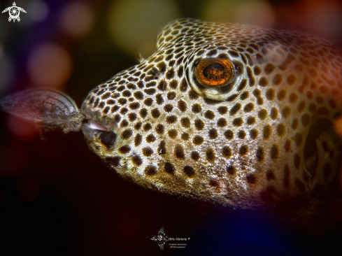 A Pufferfish