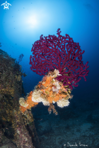 A Paramuricea clavata | Gorgonia rossa