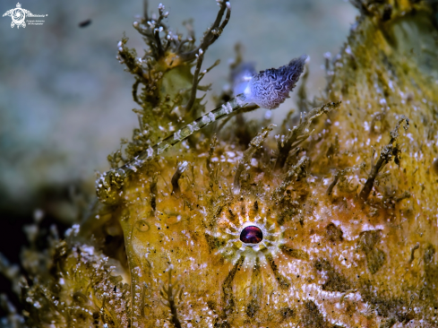 A Hairy Frogfish