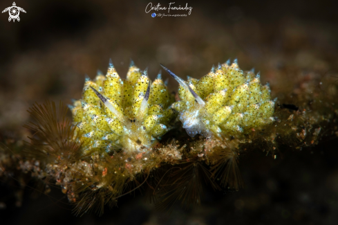 Nudibranch