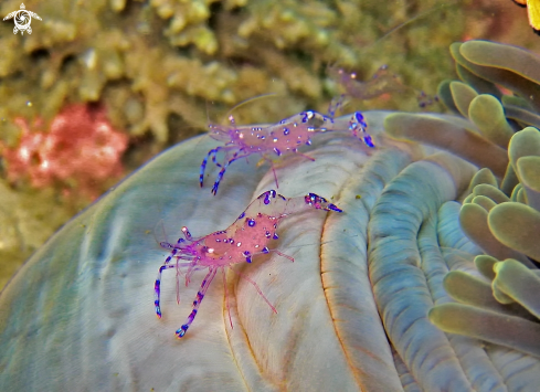 A underwater creature